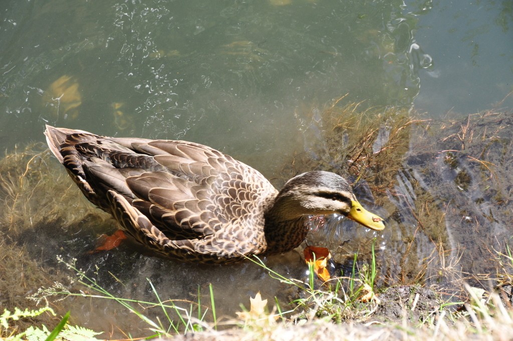 Duck alongside the Avon River